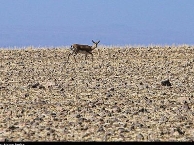 تصاویر؛ آخرین بازماندگان آهوی ایرانی در شمال غرب کشور
