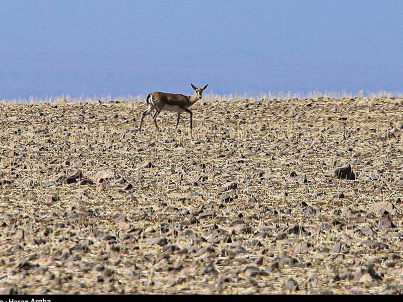 تصاویر؛ آخرین بازماندگان آهوی ایرانی در شمال غرب کشور