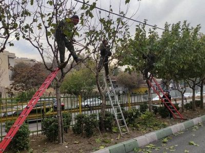 درختان منطقه ۲ آماده فصل زمستان شدند