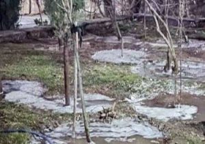 طبیعت‌درمانی زمستانی درختان در منطقه یک؛ یخ‌آب جایگزین سموم شیمیایی