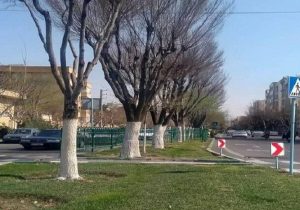 حفاظت از درختان منطقه ۲ با اجرای طرح باندینگ