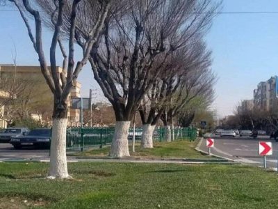 حفاظت از درختان منطقه ۲ با اجرای طرح باندینگ