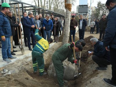 ۱۳ اصله درخت دیگر به فضای سبز میدان تجریش اضافه شد
