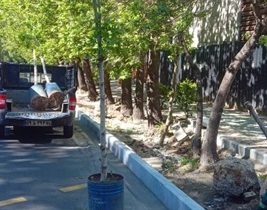 درختان بن‌بالا به خیابان ولیعصر عج؛ آمدند