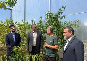 بازدید مدیرعامل از طرح‌های مورد حمایت صندوق کارآفرینی امید در استان مازندران ‌